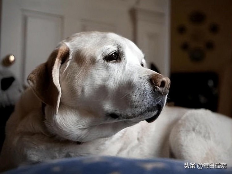 狗狗也会得老年痴呆！4招教你预防狗狗老年痴呆老年犬的福音