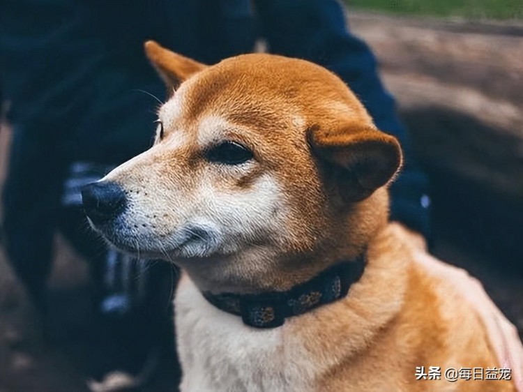 狗狗也会得老年痴呆！4招教你预防狗狗老年痴呆老年犬的福音