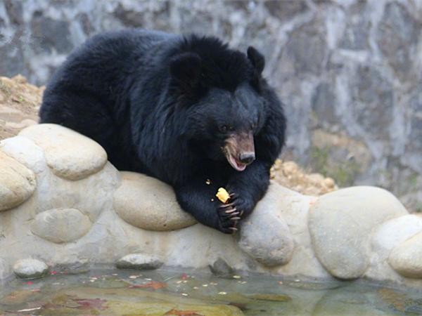 月熊被饲养员唤醒后迈着嚣张的步伐巡视在水池边给自己洗苹果