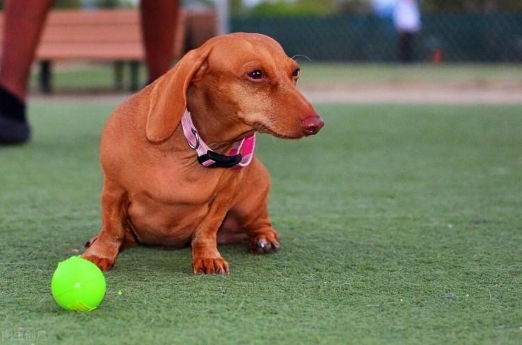 想要腊肠犬寿命长主人需要做好这5方面