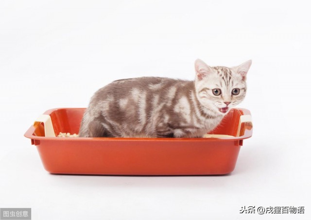 猫拒绝使用猫砂盆？也许是病了