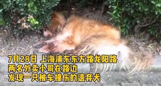 狗狗因年老被弃路边还被车撞，主人：狗老了不想养了，警方：罚