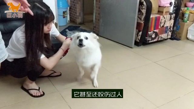 进击的田园犬：在家咬主人朋友在外追扑陌生人还喜欢跟狗打架